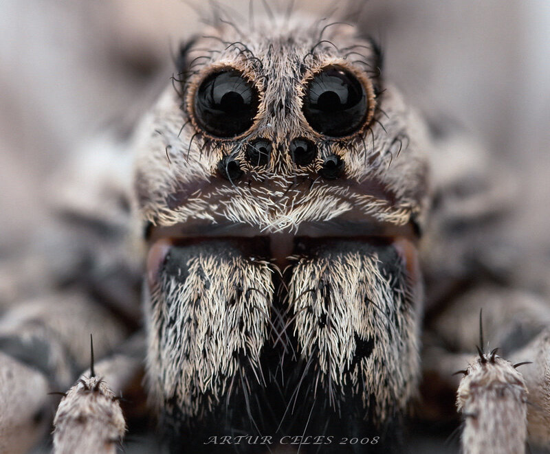 close-up of a spider's face