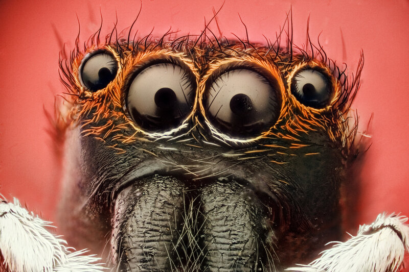 Close-up of a spider's face