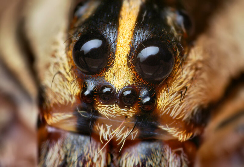 close-up of a spider's face
