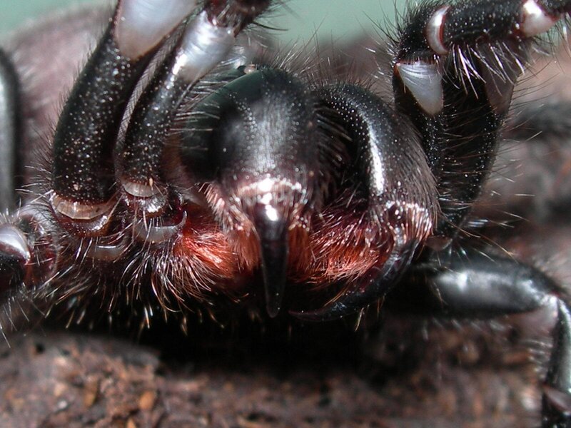 close-up of a spider's face