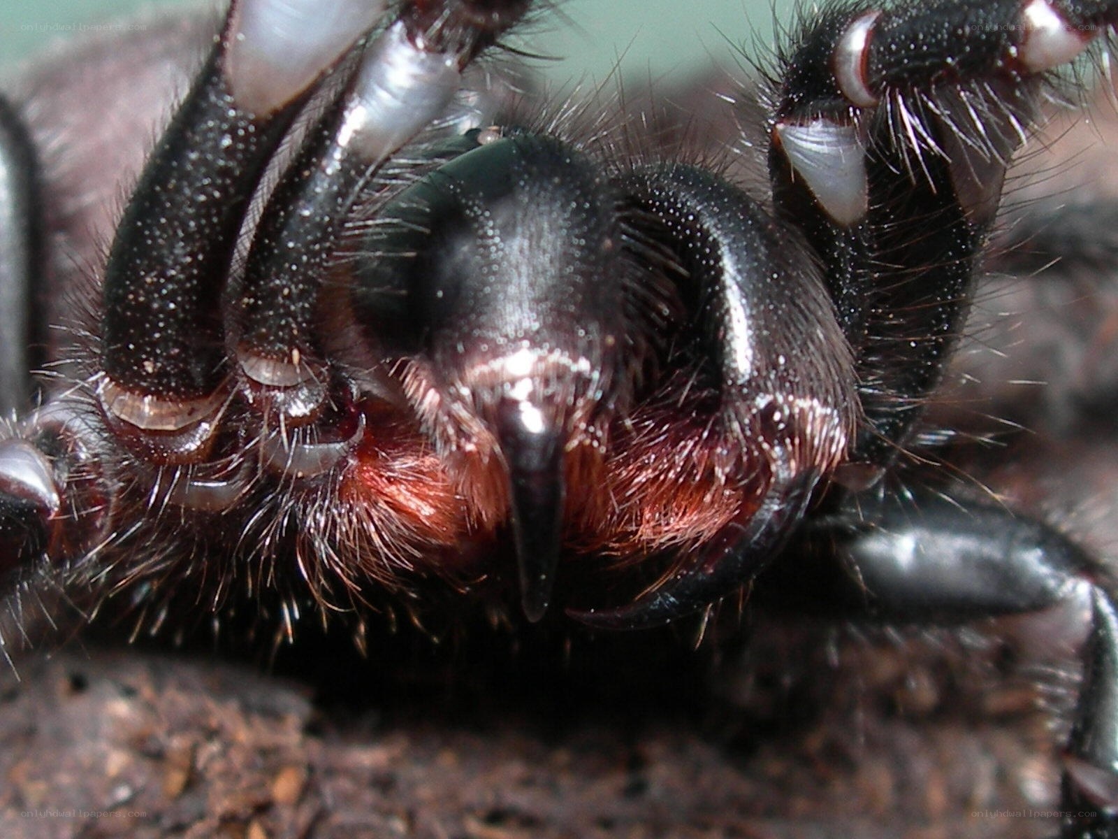 close-up of a spider's face