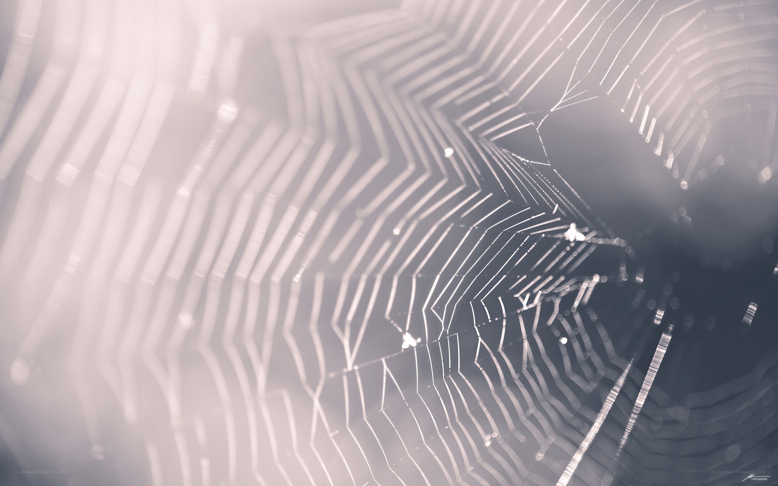 close-up of a spider web