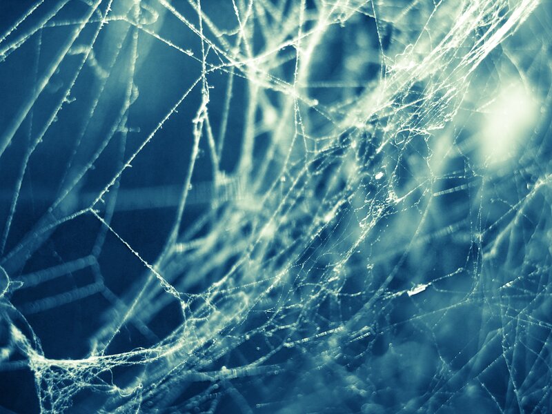 Close-up of a spider web