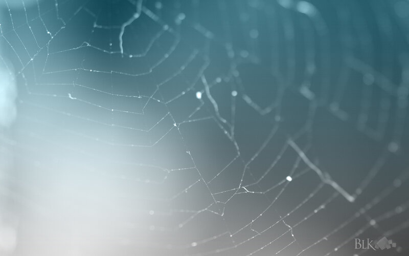 close-up of a spider web