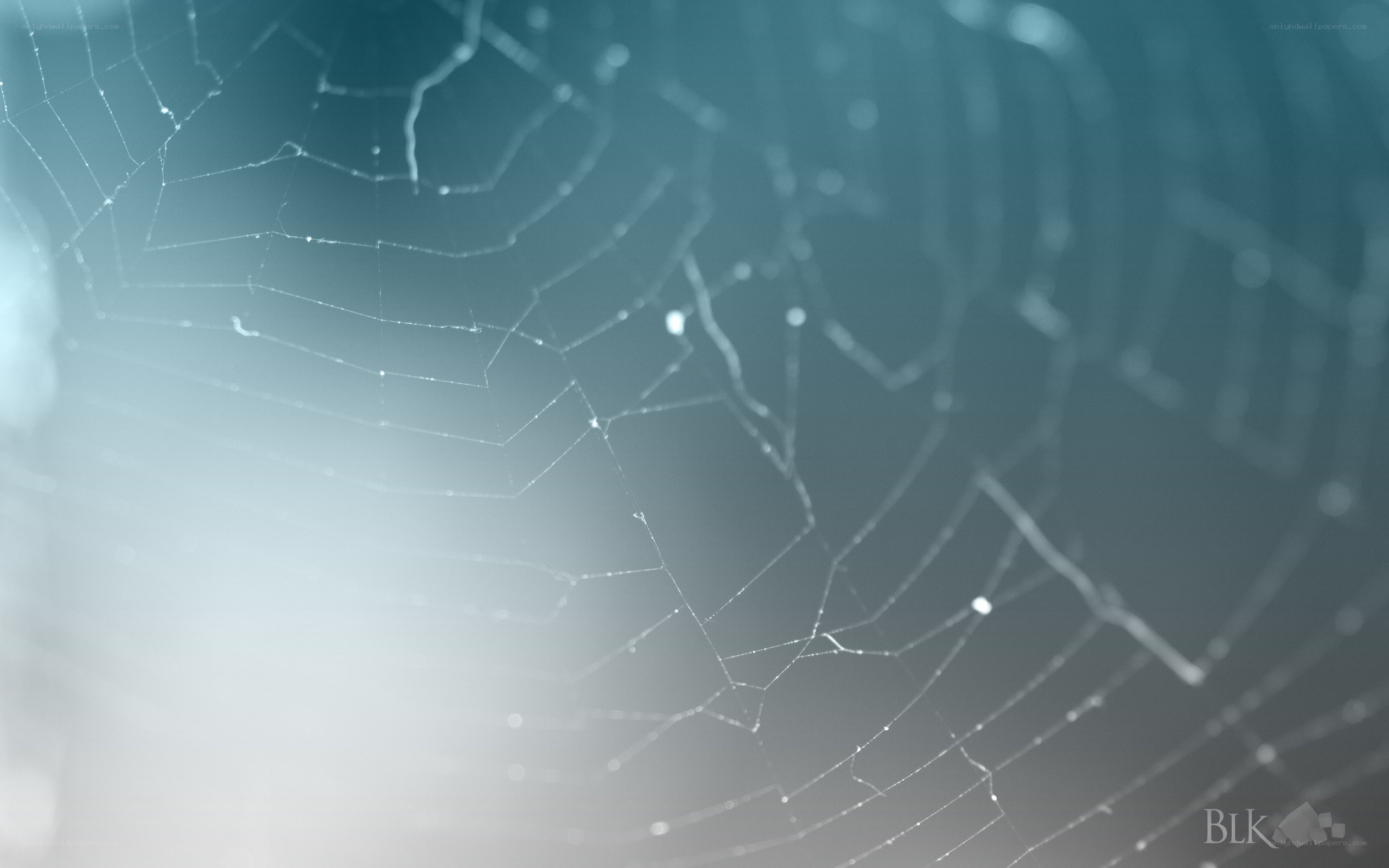 close-up of a spider web