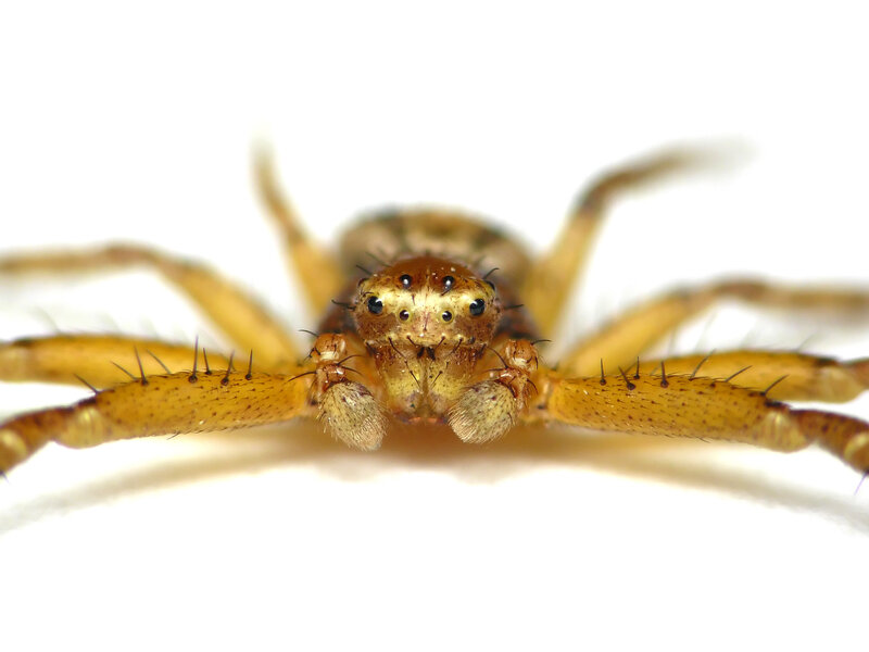 Close-up of a Spider — Yellow