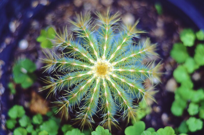 Close-up of a spiky cactus
