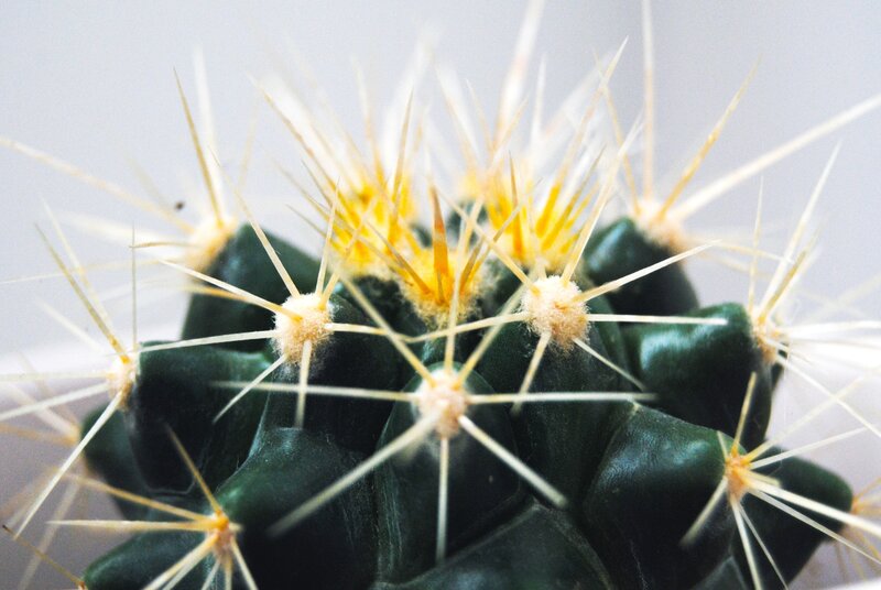 Close-up of a spiky cactus