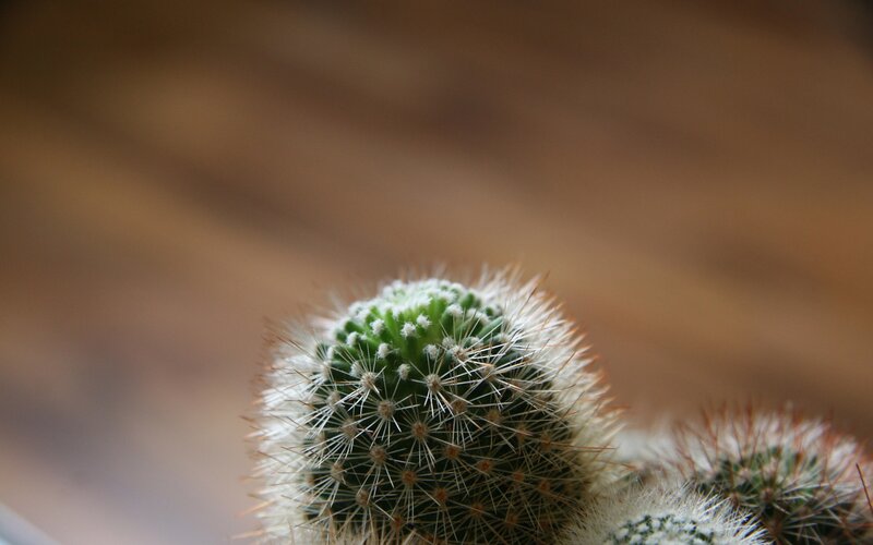 Close-up of a spiky cactus