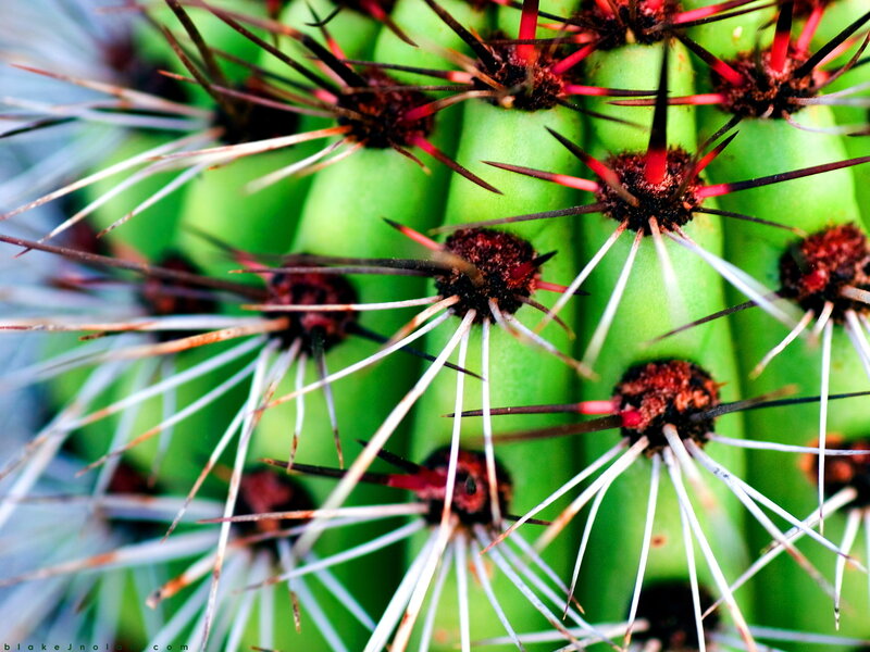 Close-up of a spiky cactus