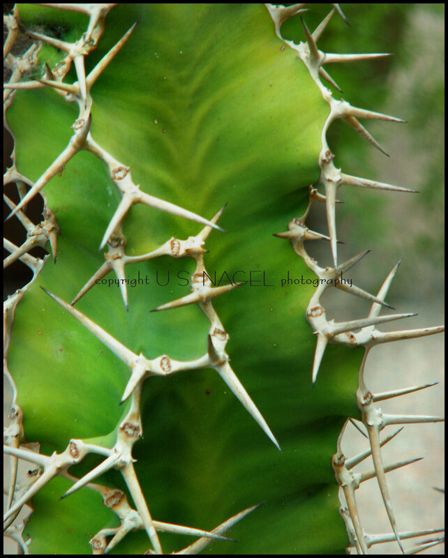 Close-up of a spiky cactus