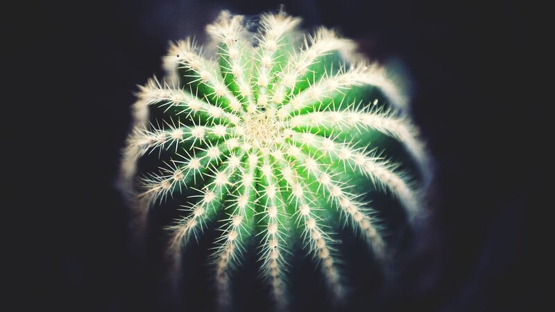 Close-up of a spiky cactus