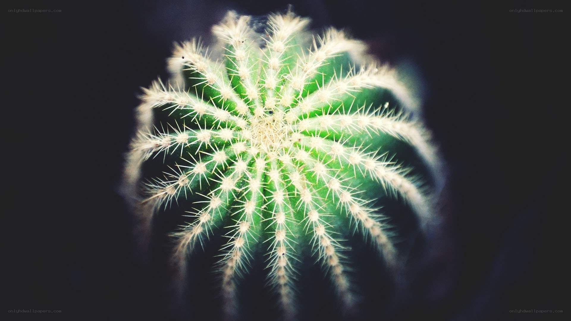 Close-up of a spiky cactus