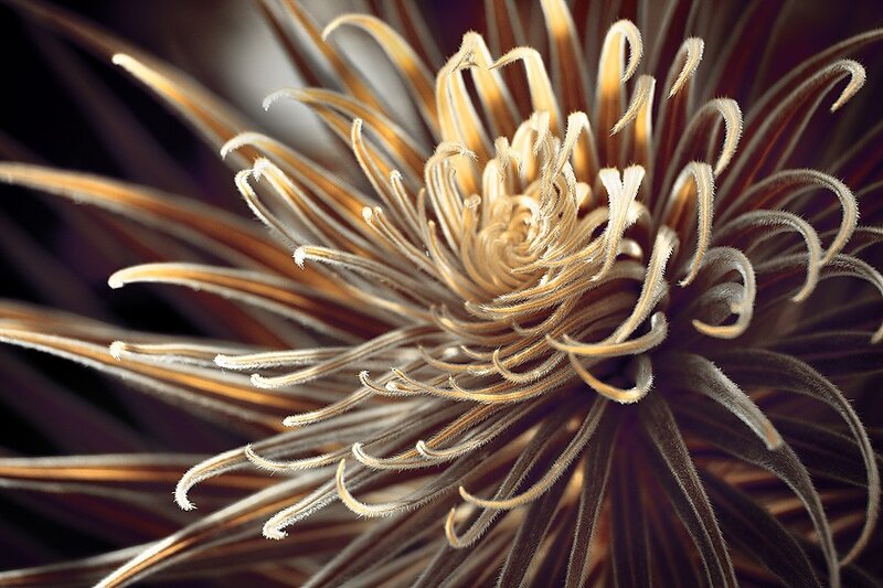 Close-up of a spiky flower
