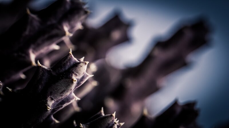 Close-up of a spiky plant