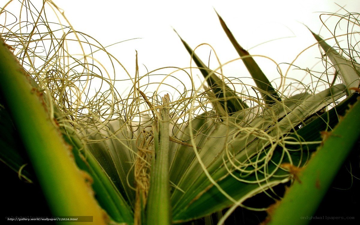 Close-up of a spiky plant