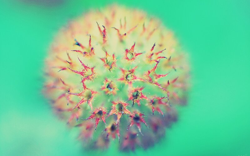 close-up of a spiky seed head