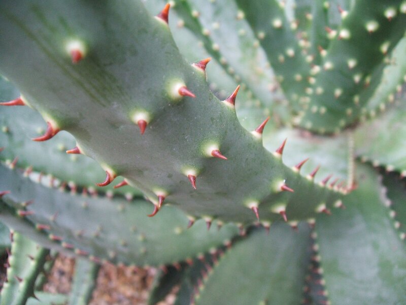 Close-up of a spiky succulent