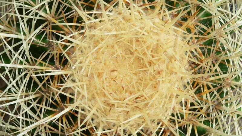 Close-up of a spiny cactus