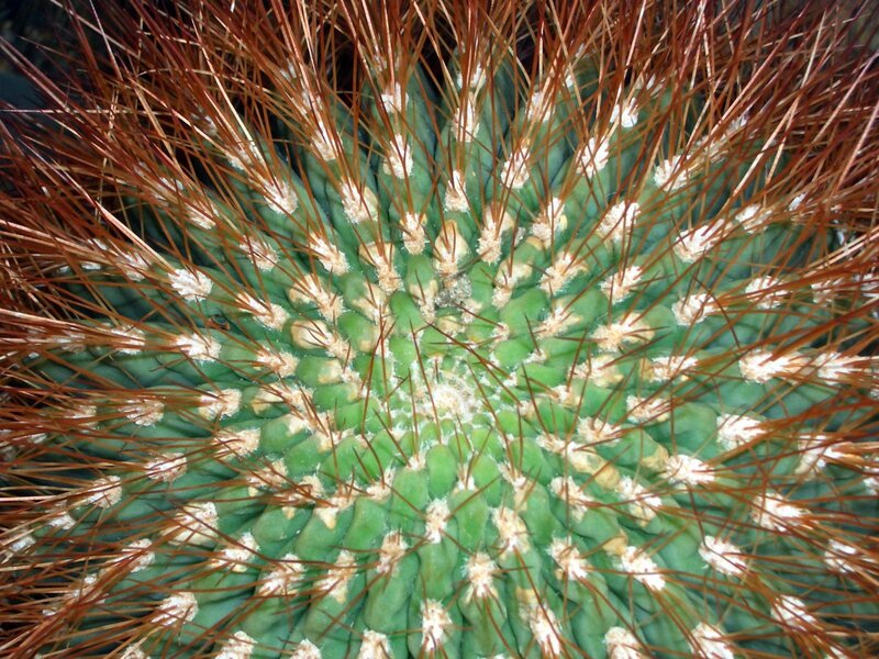 Close-up of a spiny cactus