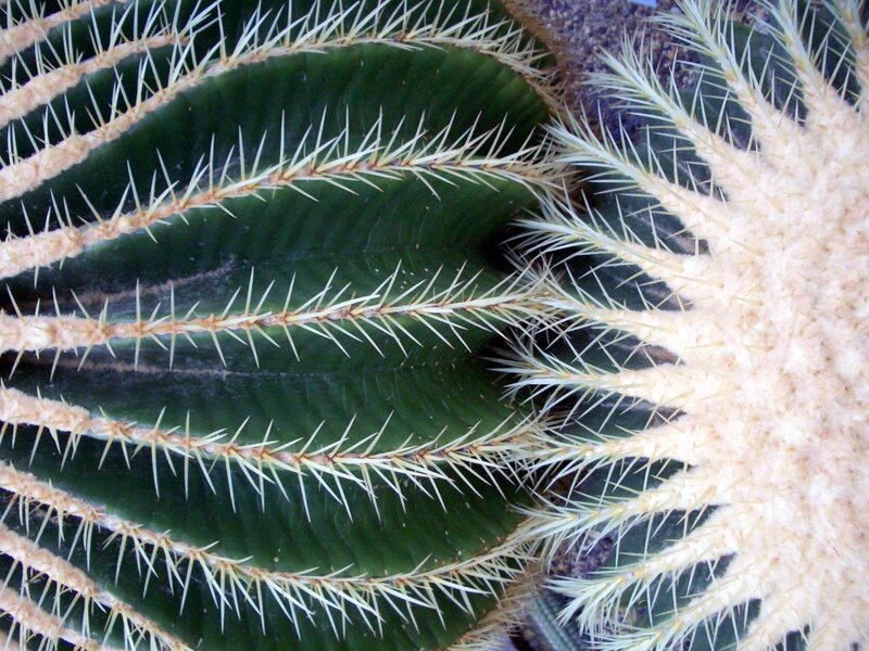 Close-up of a spiny cactus