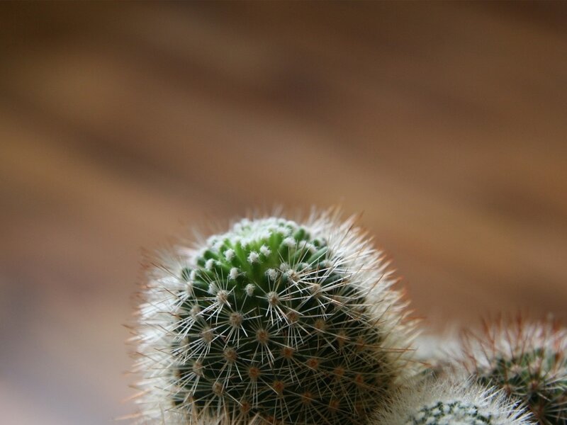 Close-up of a spiny cactus