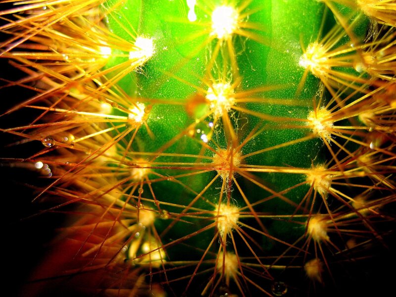 Close-up of a spiny cactus