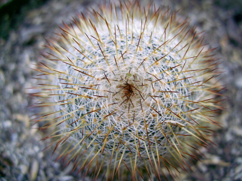 Close-up of a spiny cactus