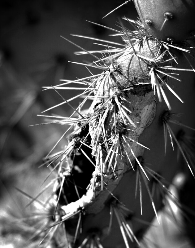 Close-up of a spiny cactus
