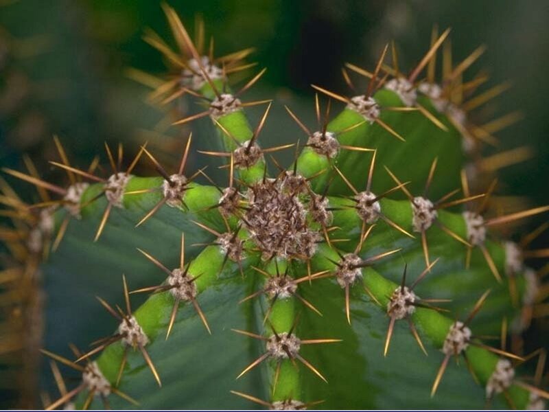 Close-up of a spiny cactus