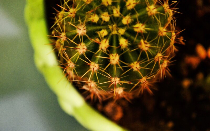 Close-up of a spiny cactus