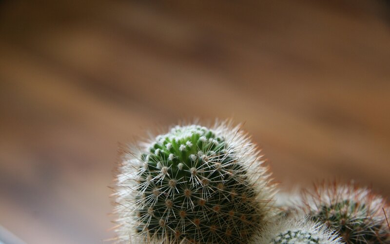 Close-up of a spiny cactus