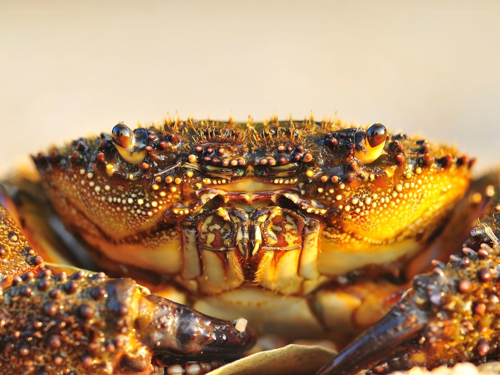 Close-up of a spiny crab