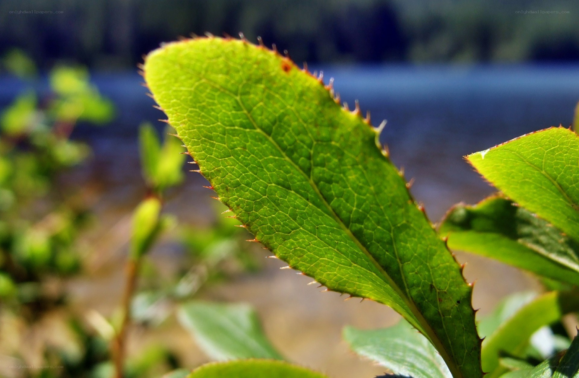 Close-up of a spiny green leaf