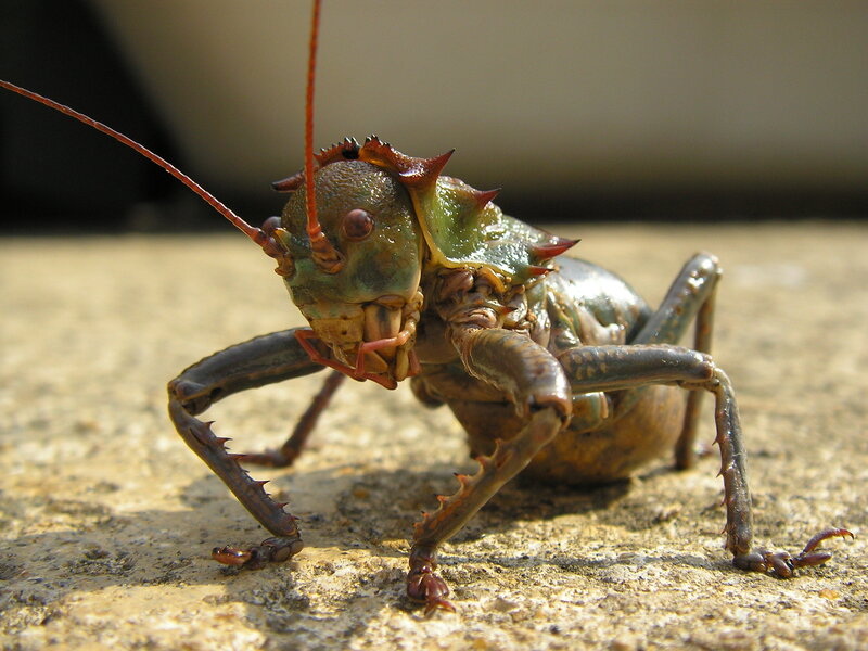 Close-up of a spiny insect