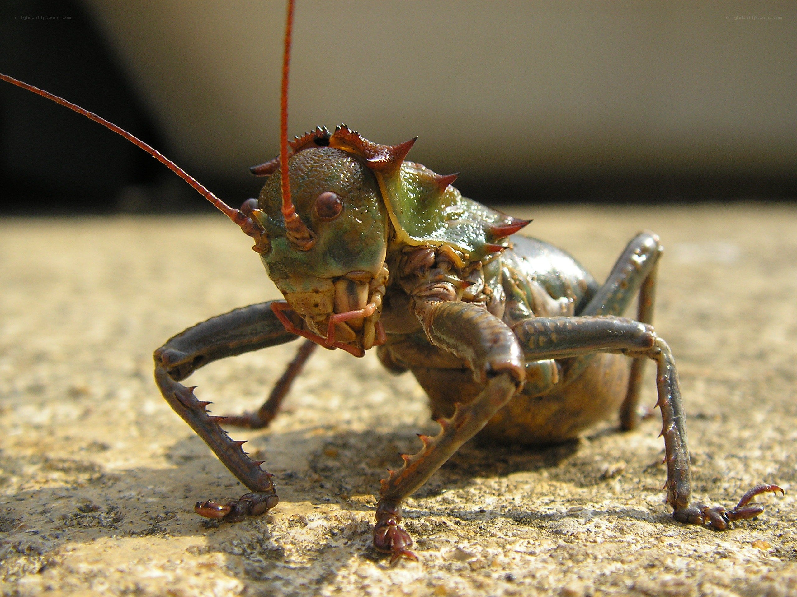 Close-up of a spiny insect