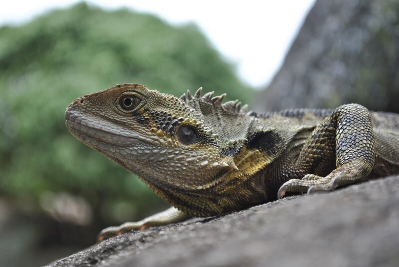 Close-up of a spiny lizard