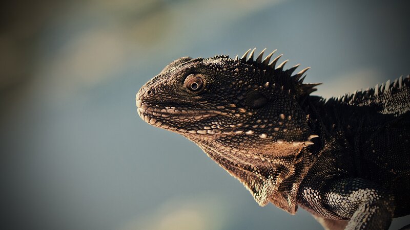 close-up of a spiny lizard