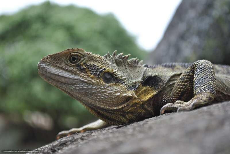 Close-up of a spiny lizard