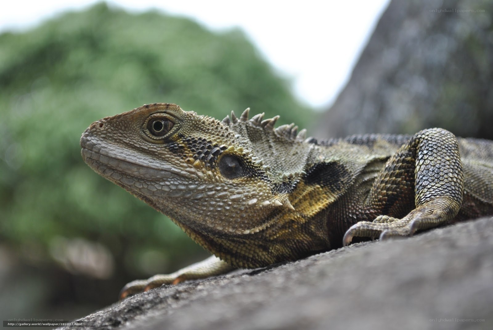 Close-up of a spiny lizard