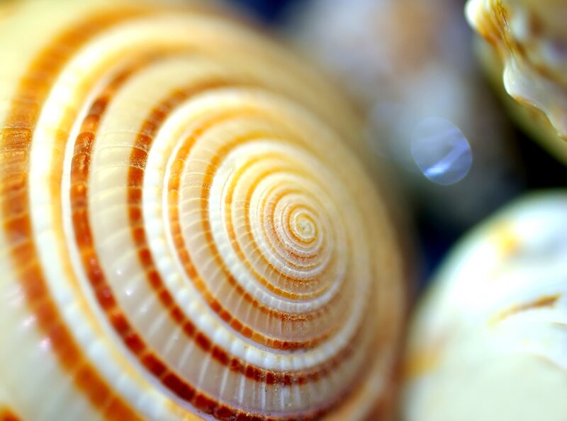 Close-up of a spiral shell