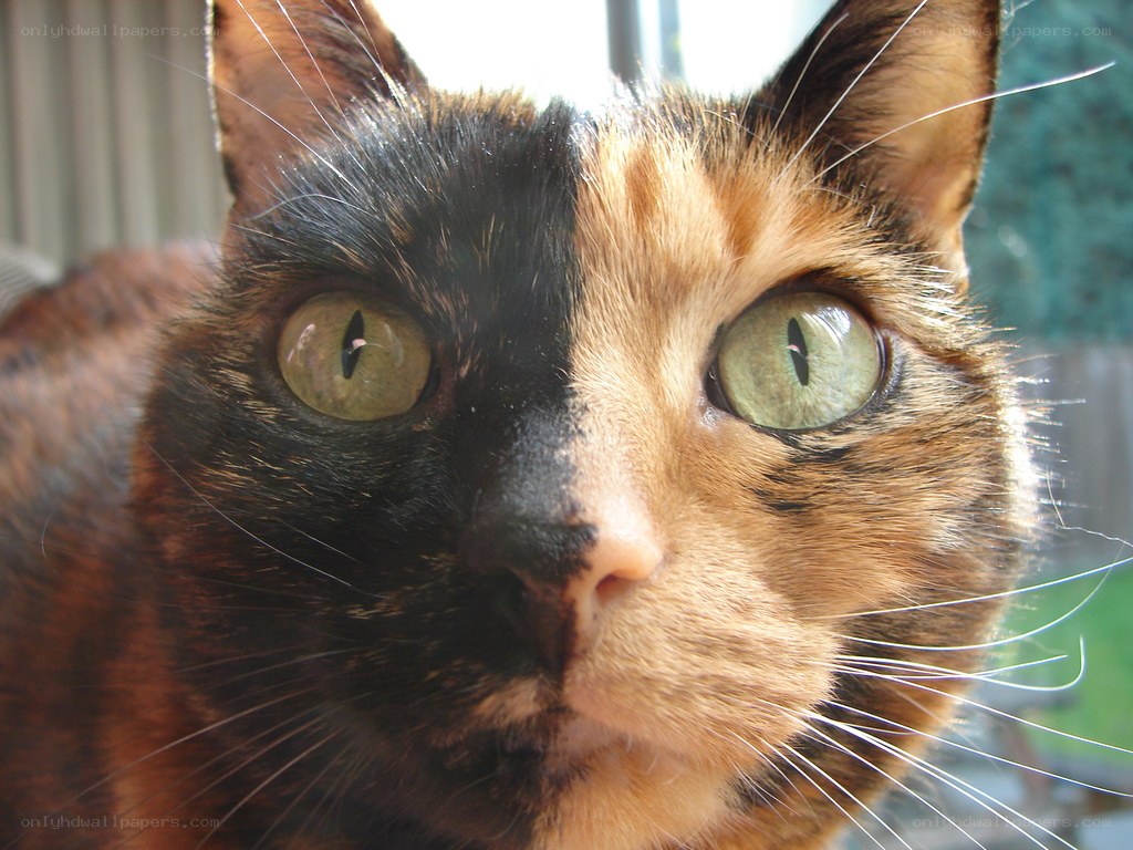 close-up of a split-face cat