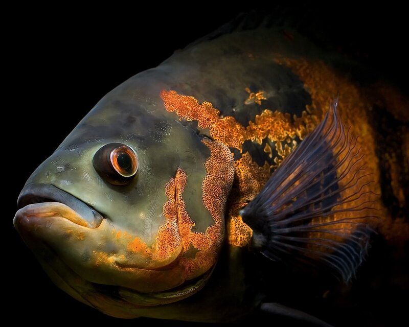 close-up of a spotted fish