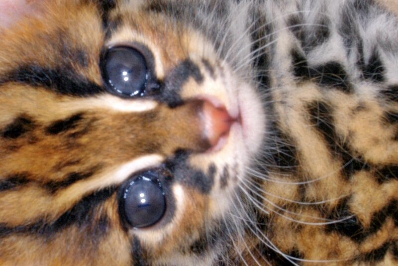 close-up of a spotted kitten