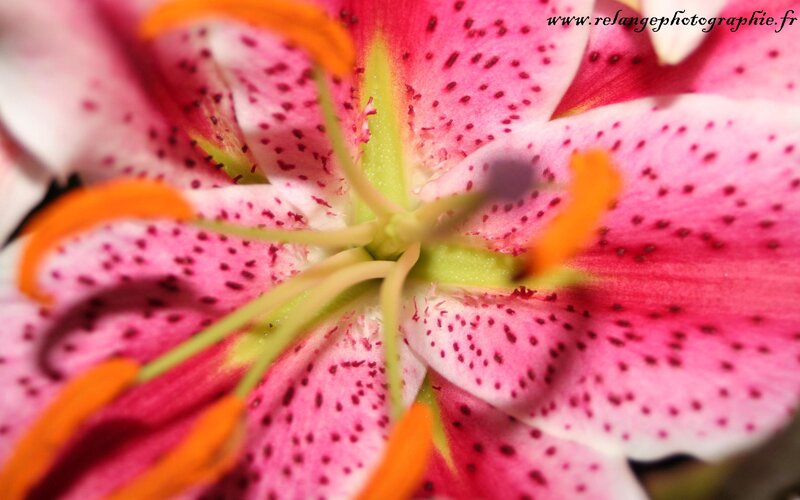 Close-up of a spotted lily