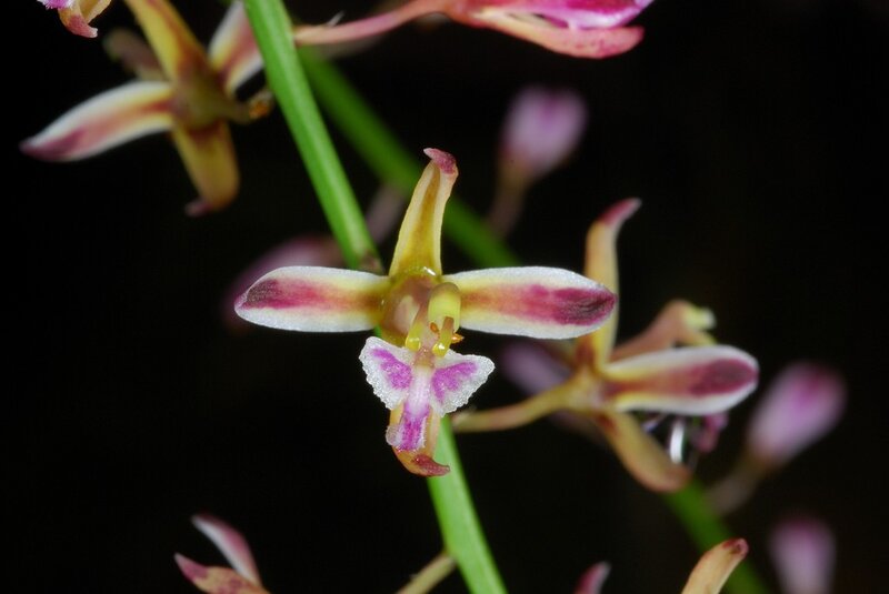 Close-up of a spotted orchid