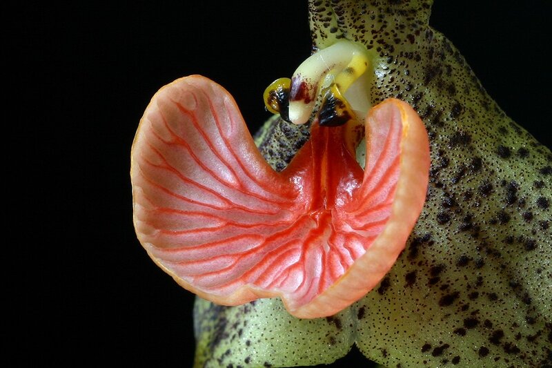 Close-up of a spotted orchid flower