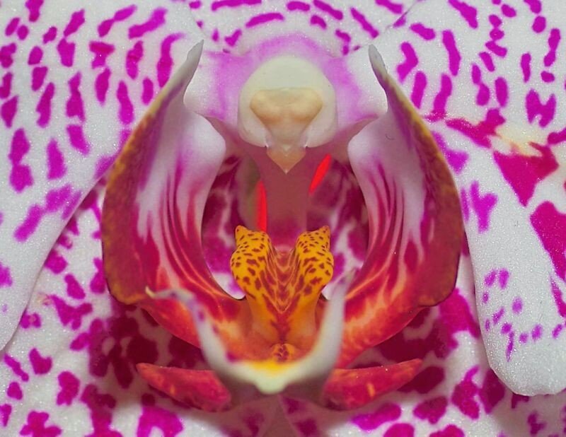 close-up of a spotted orchid