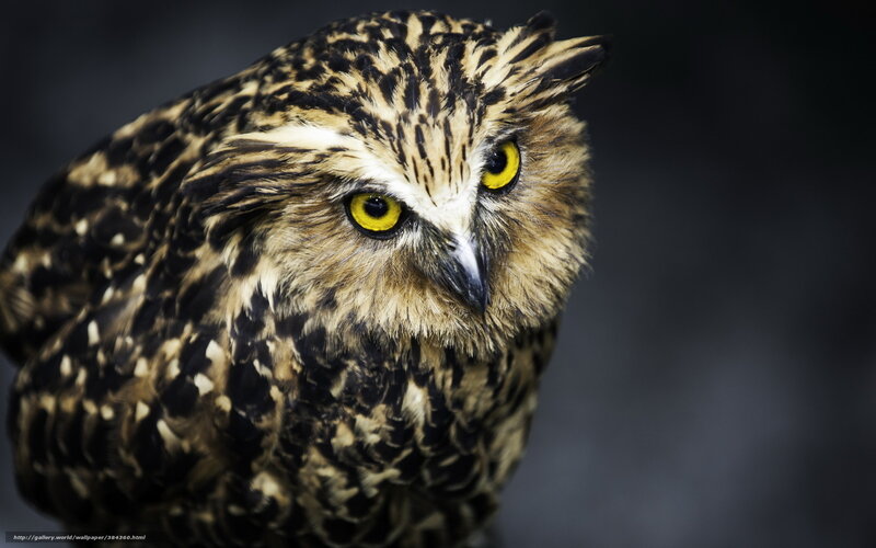 Close-up of a spotted owl
