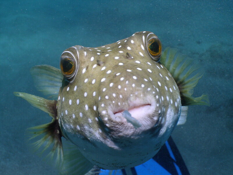 close-up of a spotted puffer fish